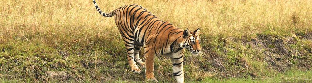 Bandhavgarh National Park Safari