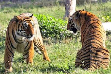 Jaipur Ranthambore Day Tour
