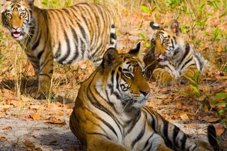 Golden Triangle with Ranthambore National Park Traveller Tour