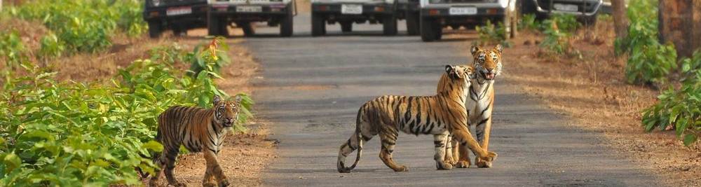 Ranthambore National Park