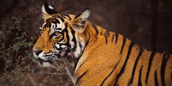 Tiger Safari Ranthambhore